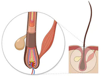 Dermal papillae needs nutrients to be healthy and grow hair.
