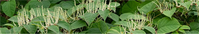Japanese Knotwood, a key ingredient in controlling weight loss and stress.